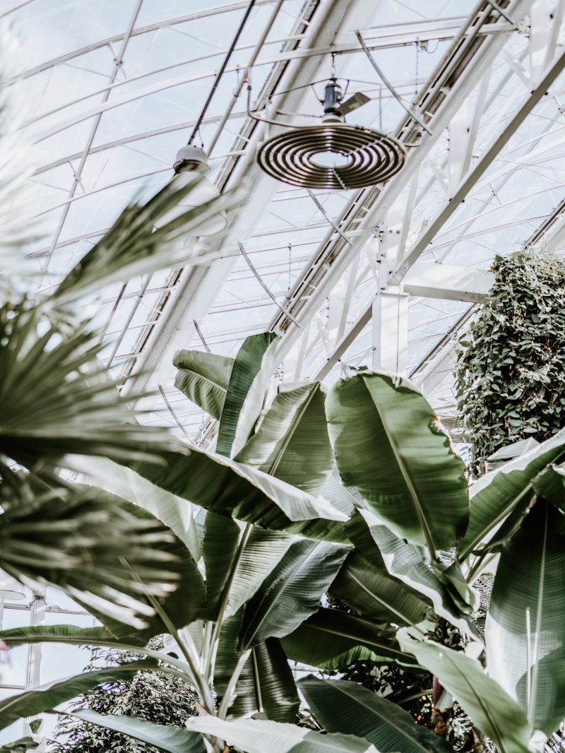 built structure, day, pottery, 8K, plant, green color, sunlight, nature, greenhouse, land, planter, building exterior, blossom, low angle view, botany