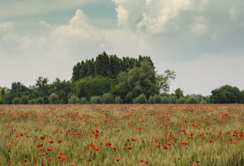 flowerbed, petaled, land, plant, nature, grass, freshness, crop, trees, daytime, no people, field, tranquility, springtime, scenics - nature, outdoors