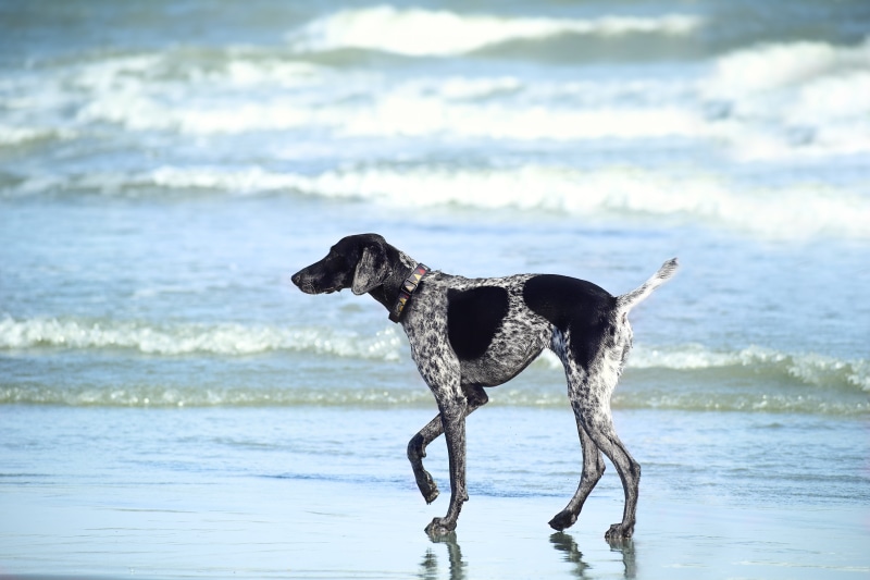 ripple, sand, wet, beach life, holiday, recreational, vitamin sea, day, summer, dog, outdoor, wave, wood, vacation, white, tail, undertow, boardwalk, liquid