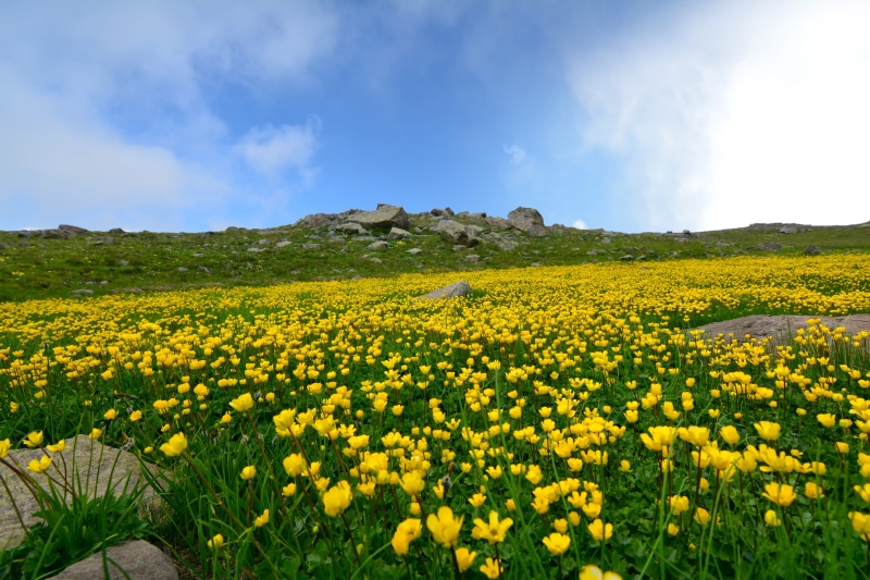 atmosphere, cloud - sky, land, no people, spring flowers, lake, season, environmental, from gateway, environment, yellow flowers, scenics - nature, kaçkars