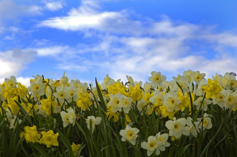 the bright summer sky, early summer, land, blue, summer, flowerbed, Himmel, easter, cloud - sky, sunny, city, phoenix, park, beauty in nature, plant, discount