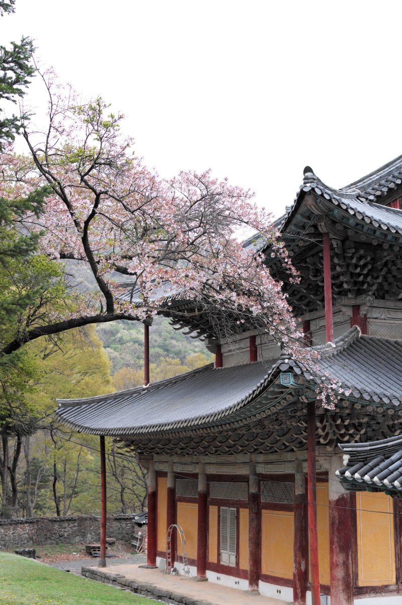 outdoors, place of worship, holy, building exterior, travel, buddist, architecture, growth, flowering plant, monk, blossom, roof, sky, plant, tree, korea