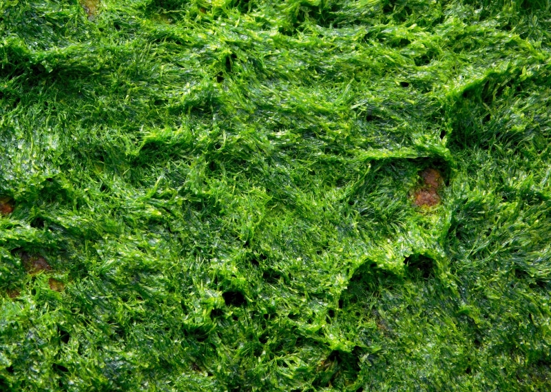 field, texture, green, lush foliage, algae, backgrounds, outdoors, grass, nature, 4K, seaweed, moss, leaf, no people, growth, green color, ocean, water