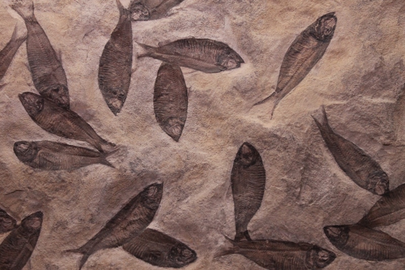 sea, museum, 4K, ancient, creativity, leaf, shetland, fossil, plant part, nature, antique, close-up, dead, backgrounds, fossilized, paper, brown, archaeology