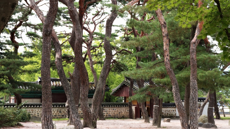 pinetree, go, stone, trees, spring, garden, the nature of the, beauty in nature, building exterior, no people, building, plants, tree, day, gyeongju, sky