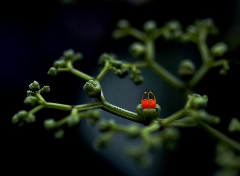 dof, macro, Moc Chau, flower, BEJ, close-up, red, summer, travelling, focus, work, plant, green, 2K, shallow, shallow focus, Vivid, nature, photography