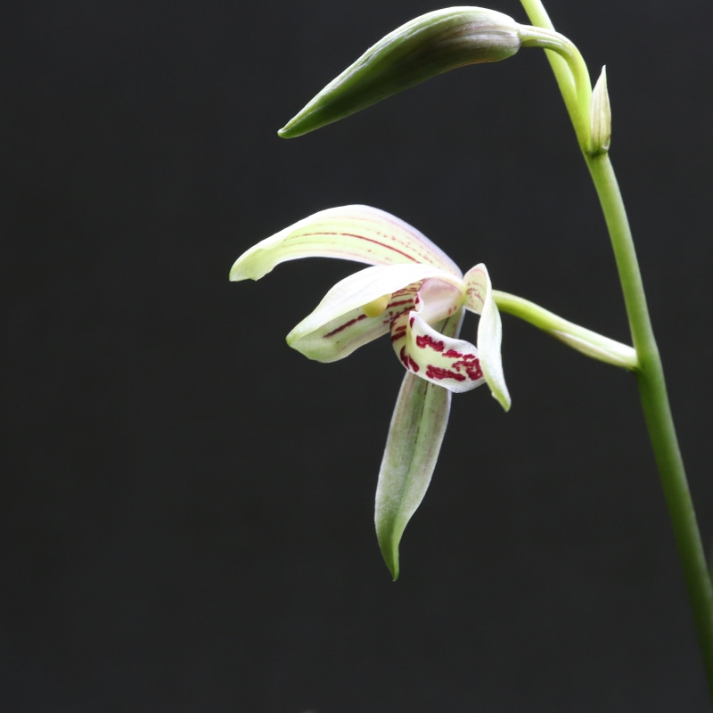 fire, this safari, pattern, outfocusing, fragility, behold, petal, lights, these people, wood, copy space, precious, herb, flowering plant, makro, the green