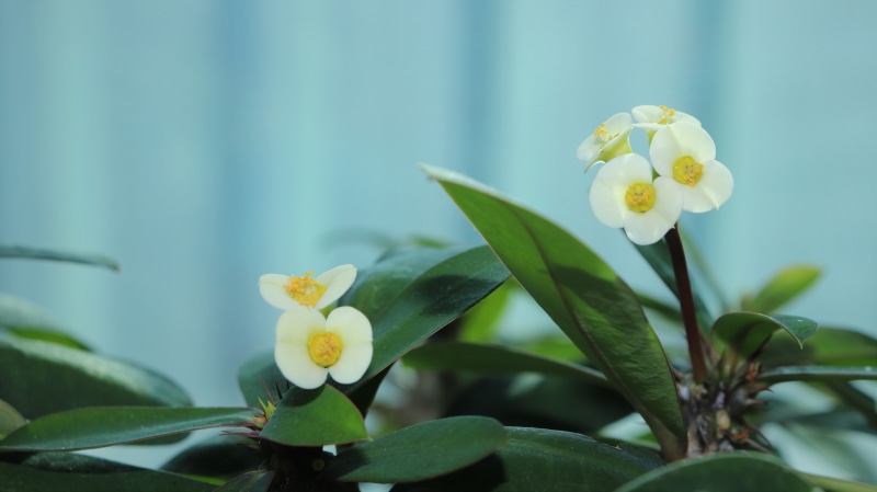 blue, highlight, stalks, scenery, flower head, fragility, green color, flower bed, season, white flowers, inflorescence, stem, natural, leaf, growth, leaves