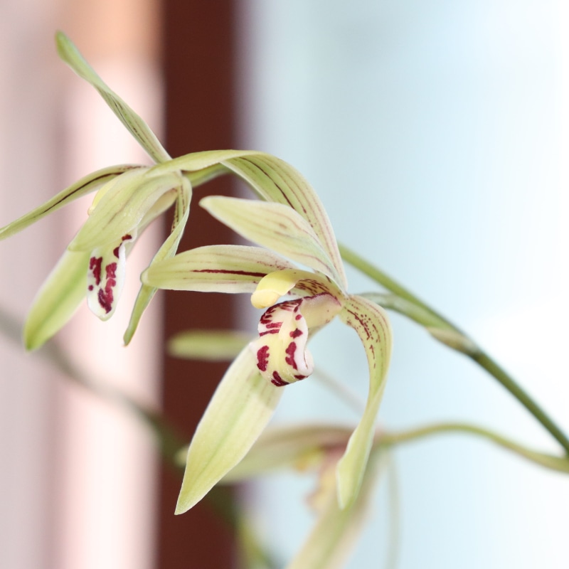 one animal, animal themes, pollination, lights, out of focus, behold, focus, premium, these people, outfocus, close-up, fragility, beauty in nature, animal wildlife