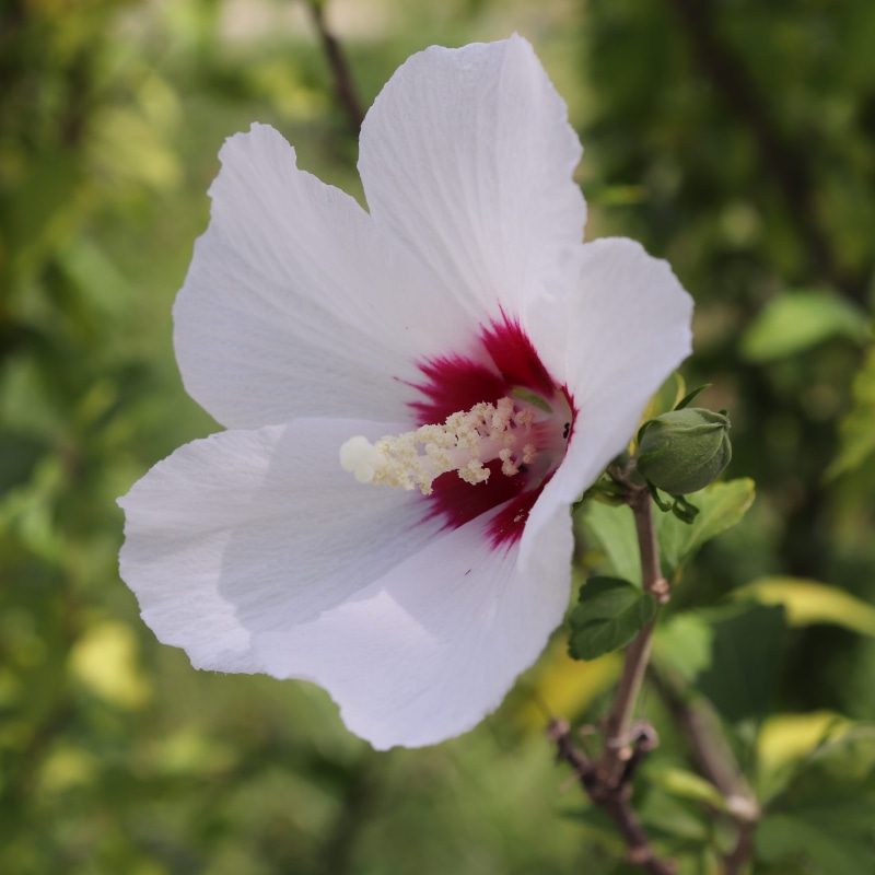 hibiscus syriacus, regularity, zoom in, human, makro, leaves, sharon, wood, nature, syricus, no people, inside, hibiscus, selective, fragility, rose of sharon