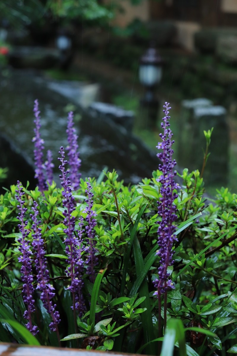 wooden, flowers, south koreas, plant, cool, flower, korea, out, gray, leaves, the nature of the, outdoors, outfocusing, out focus, korean, we all, fire