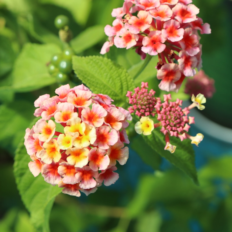 rainbow, yellow, inflorescence, out of focus, greenness, beauty in nature, plants, focus on foreground, collar, flower head, white color, bunch of flowers