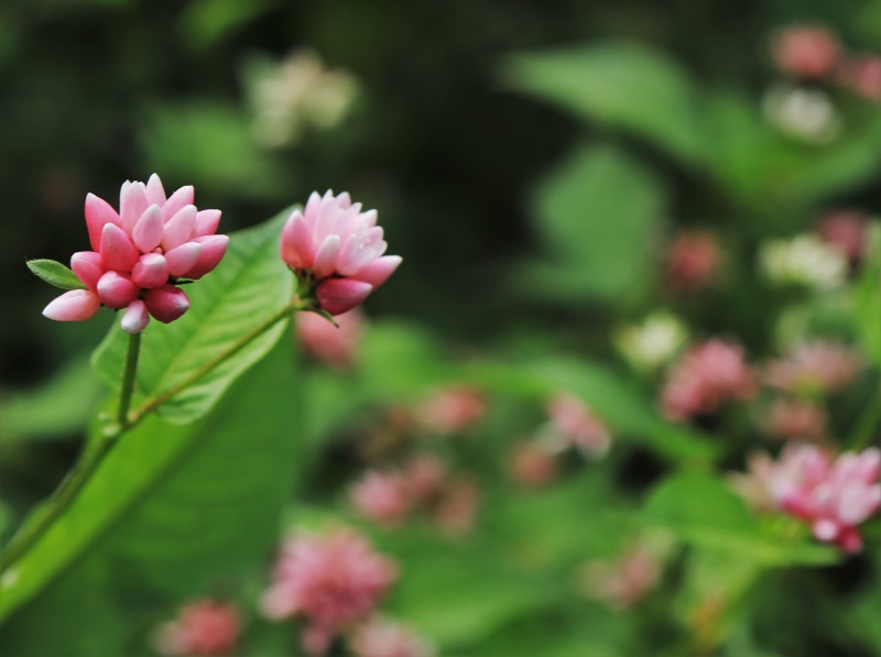 freshness, 4K, highlight, these people, fragility, rust, flower head, cute, autumn, close-up, green, affix, day, wipes, plants, pink color, macro, no people