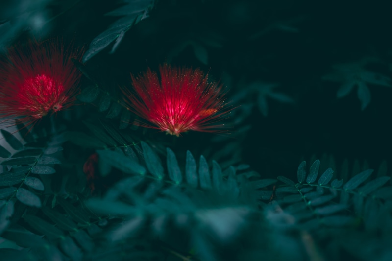 water, close-up, no people, nature, macro, forest, photography, marine, flower, dark, selective, tree, mimosa, vulnerability, 5K, green color, day, india