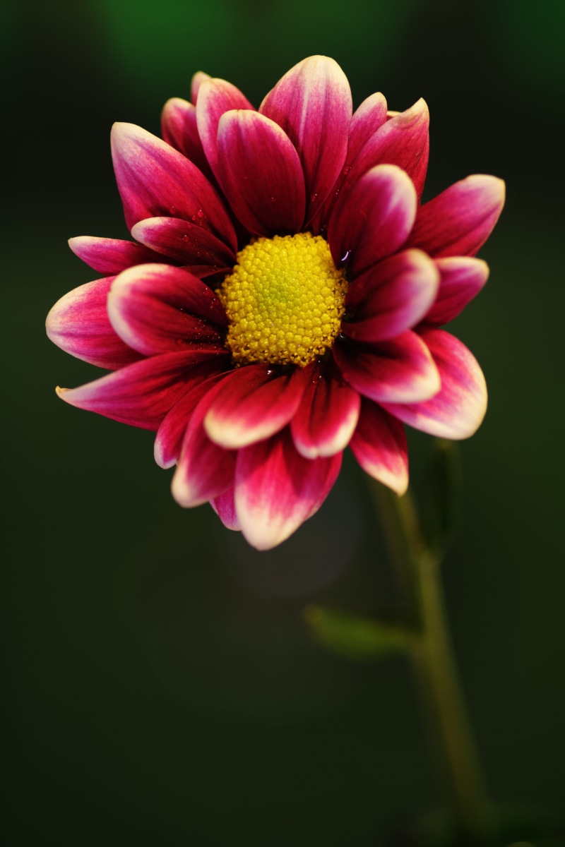 photography, beauty in nature, pink color, freshness, fresh, summer, macro, flowering plant, botanical, green, bright, growth, blossom, season, focus on foreground