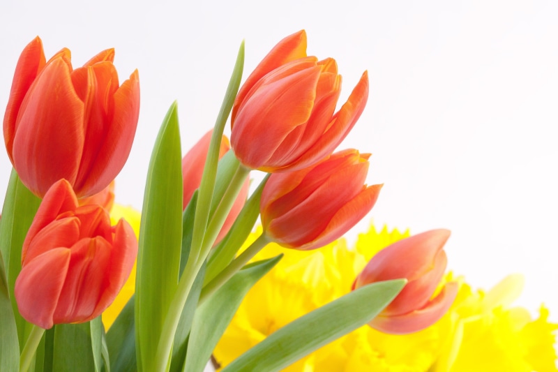 tulip, nature, bunch of flowers, photography, macro, springtime, tulips, focus, shallow, flora, ornamental garden, orange color, no people, 4K, lily, flower head