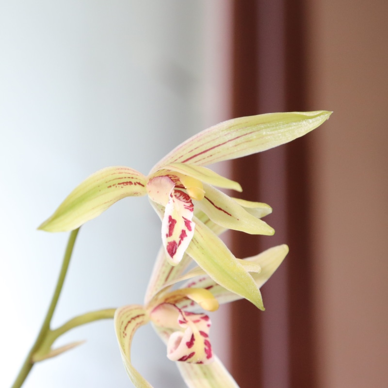 orchid, twig, out focus, white color, flowers, white, hwalyeob, inflorescence, flower, vulnerability, spring, greenness, the leaves, light green, freshness