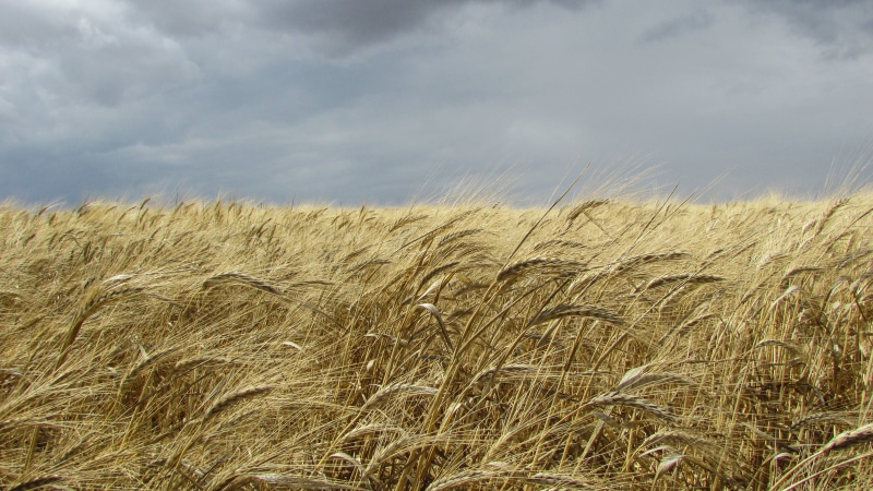 no People, landscape, land, harvesting, photography, green, cereal Plant, gold Colored, outdoors, environment, field, day, growth, wind, crop, storm, daytime