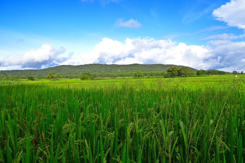 farms, environment, crop, green, growth, nature, day, plantation, scenic, white, karnataka, blue, cultivation, cloud - sky, greenery, fluffy, colorful
