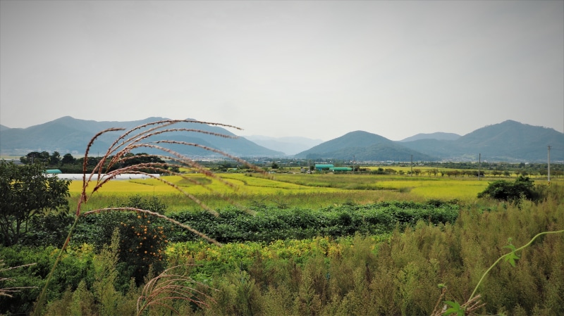 this safari, tour travel, korean, plants, summer, leaves, food and drink, environment, scenics - nature, beauty in nature, green, growth, farm, rice plant