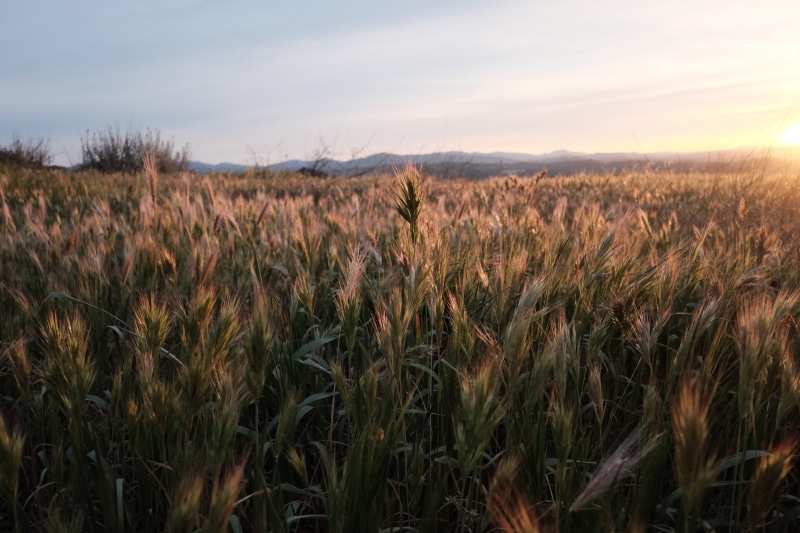 golden, tranquil scene, bread, natural, far, food, rye, sunny, yellow, barley, no people, agriculture, stem, autumn, blue, wheat, nature, sunset, summer
