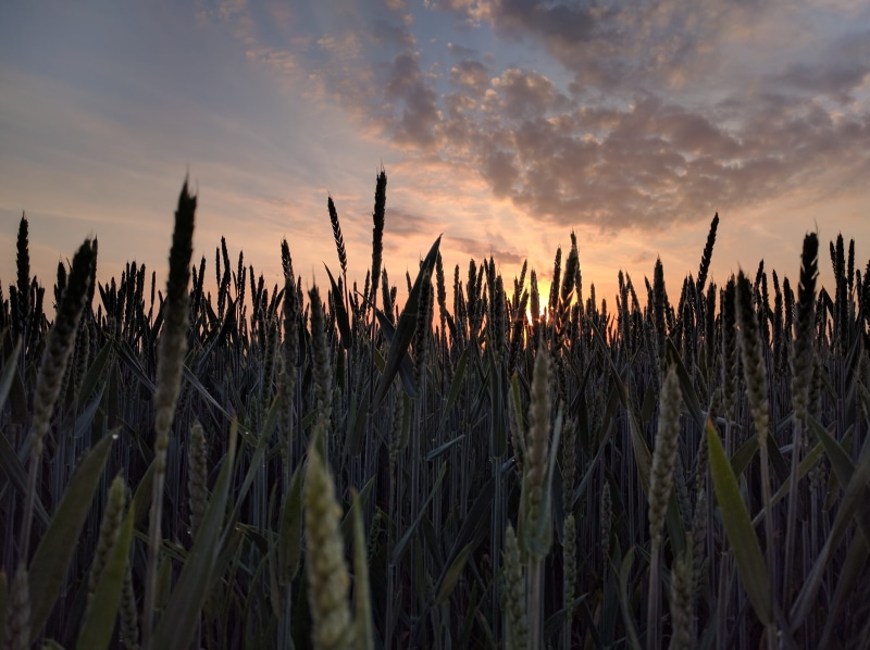 crop, close, beauty in nature, photo, cloud - sky, rural Scene, outdoors, field, plant, no people, rice, growth, grain, wheat, photography, nature, landscape