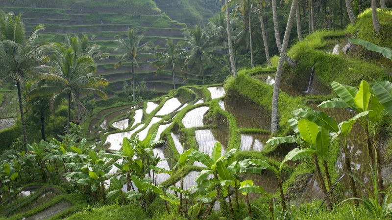 palm, 1080P, paddy, rice, trees, nature, hd