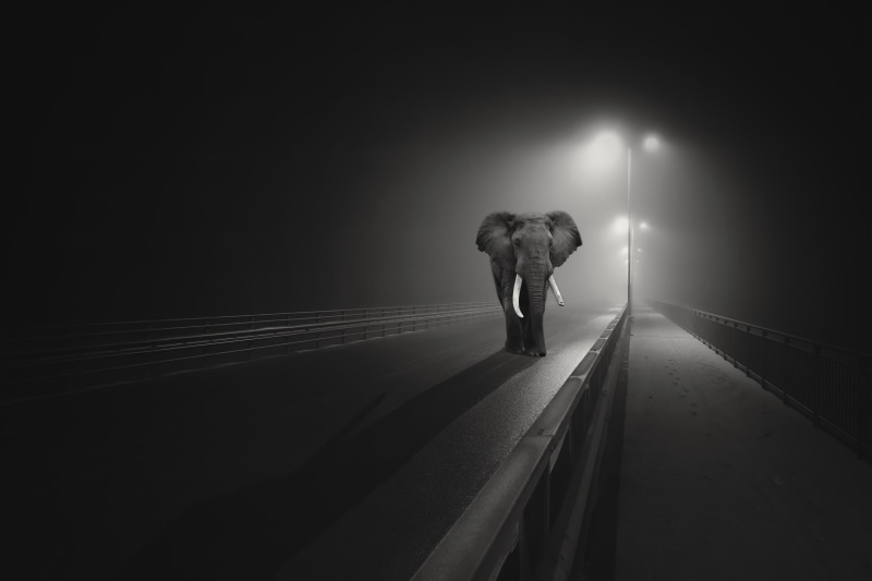 Night, Elephant, Dark background, 2K, Black, Highway