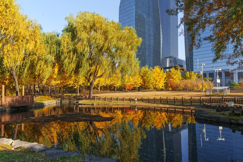 willow, autumn leaves, break, wangbeodeul, beauty in nature, office building exterior, building exterior, wind, mirroring, korea, han river, built structure