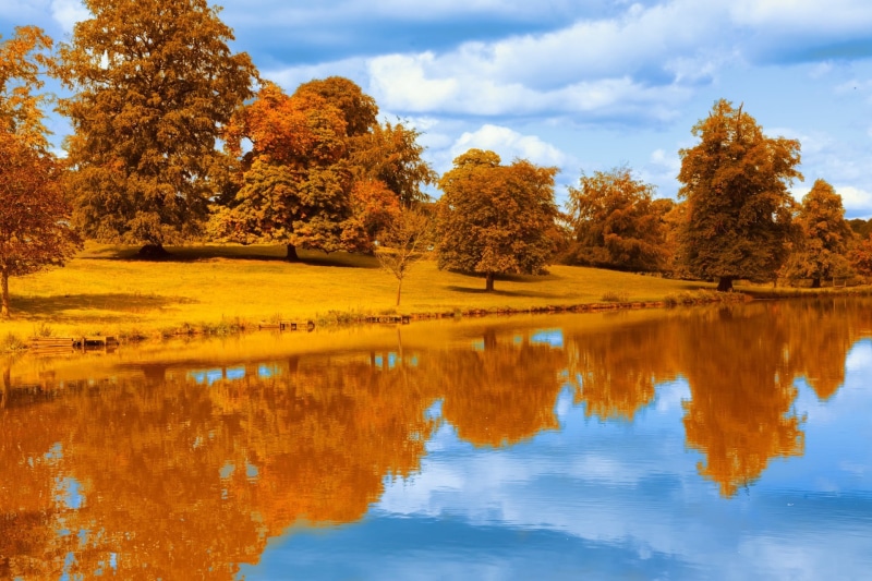 scenics - nature, tranquility, cloud - sky, outdoors, foliage, reflection, nature, 1080P, autumn collection, idyllic, trees, water, waterfront, brown