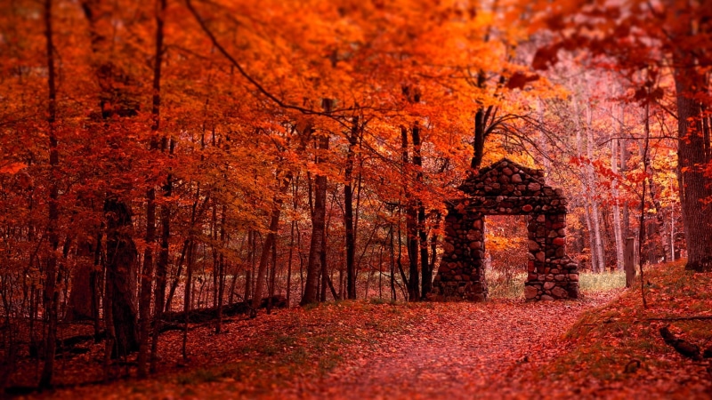 sky, grass, pattern, maple, leaves, valley, leaf, november, park, golden, road, colors, october, environment, outdoor, light, orange, canyon, scene, ravine