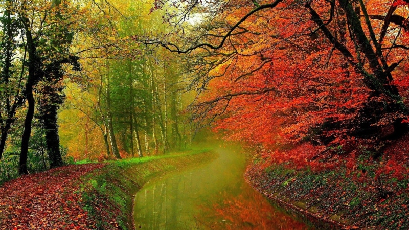 pathway, november, park, fall, peaceful, wood, natural, trees, sky, spring, plant, nature, tree, grass, colorful, landscape, alley, autumn, branch, seasonal