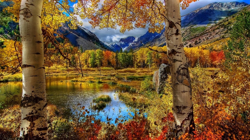 trees, maple, autumn, yellow, change, colorful, sky, beauty in nature, reflection, mountain, mountain range, scenery, canyon, landscape, spring, autumn collection