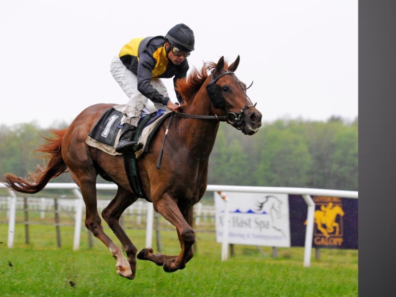 1080P, mammal, herbivorous, animal, competition, sports Track, sports Race, pets, thoroughbred Horse, animal Sport, livestock, activity, horseback riding