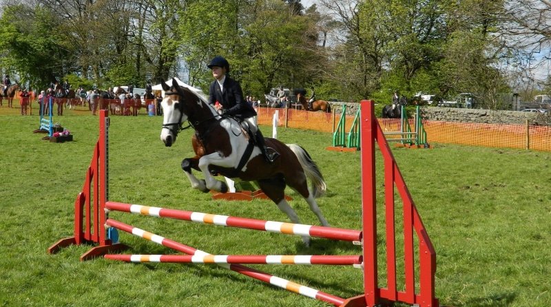 animal, rider, competition, sport, thoroughbred Horse, Horse, Horses, 1080P, outdoor, ranch, plant, animal wildlife, competitive Sport, winning, stallion