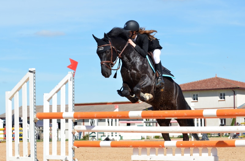 sports Track, thoroughbred Horse, nature, jumping, horse, flat Racing, day, sky, domestic, poles, horseracing Track, riding, vertebrate, architecture, pets