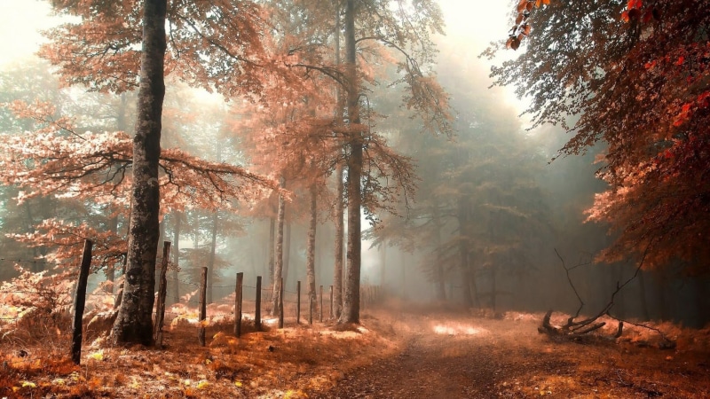 morning, woodland, tree, branch, leaves, misty, sunlight, landscape, fog, path, 1080P, red leaves, autumn, mist, down, forest