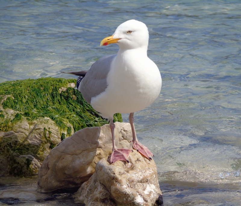 animals in the wild, ocean, one animal, water, seabird, sea, wild, seashore, beak, body, summer, rock, shore, beach, rock - object, animal themes, bay
