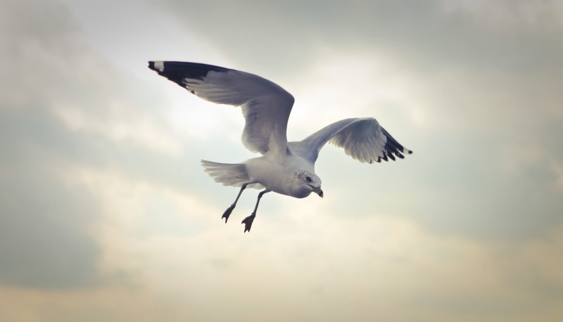 day, vertebrate, cloud - sky, cloudy, spread wings, wing, animal, flight, seagulls flying, sky, seabirds, low angle view, wildlife, bird, flying, no people