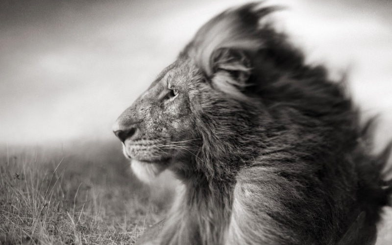 safari Animals, mane, fur, animals In The Wild, vertebrate, wildlife, photo, wildlife Reserve, no People, animal Head, animals And Pets, grass, wind, muzzle