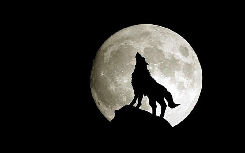 moons, black and white, art, inci, space, night, full, white, black, x, hd, wolf, moon, gothic, 1080P