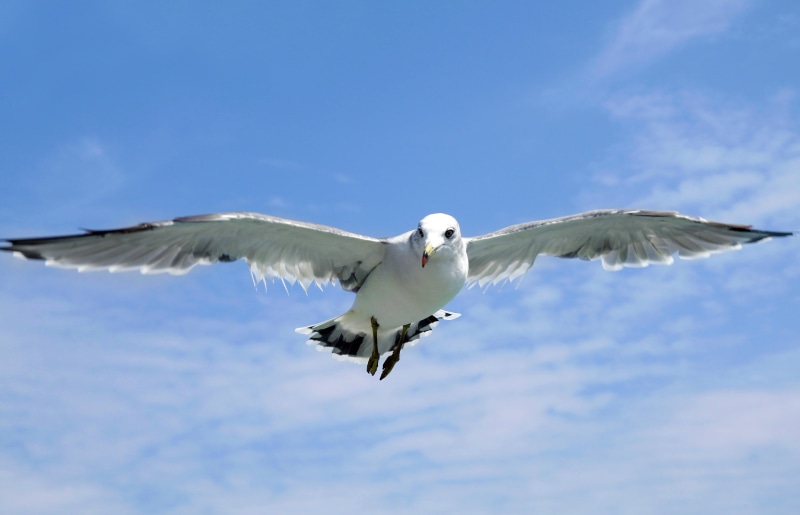 jeju, low angle view, 2K, wind, flying, animal, sky, republic of korea, one animal, jeju sea, south sea, lighthouse, cloud - sky, sea breeze, korea, wildlife