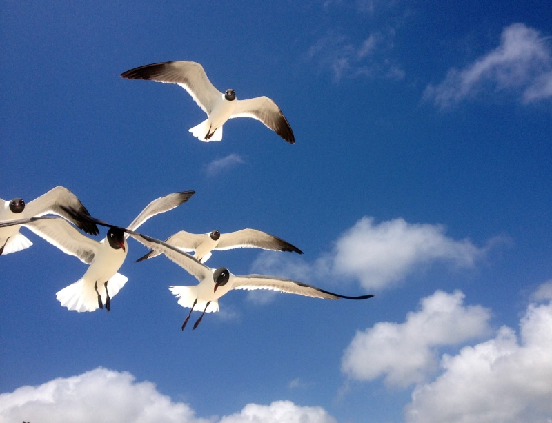 wildlife, animal Wing, animals in the wild, vertebrate, sky, Flying, fly, Seagulls, wild, no people, white color, beach, motion, mid-air, blue, day, wings