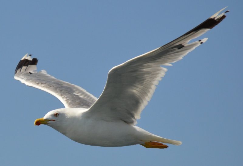 motion, blue, wildlife, animal body part, white color, animal Wing, spread wings, animals And Pets, freedom, no people, sea Bird, low angle view, nature