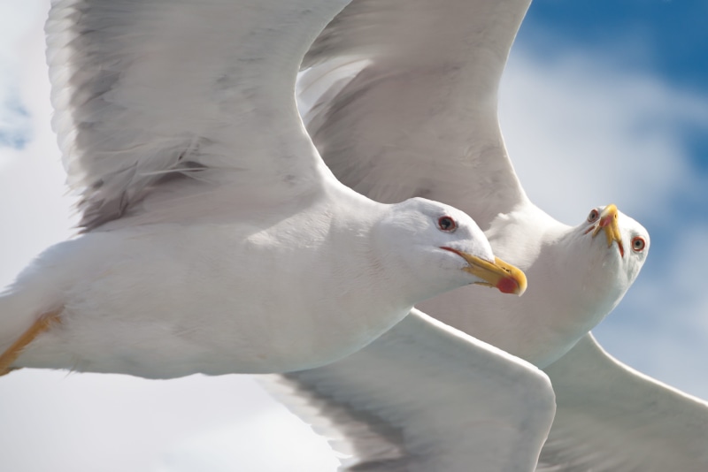 beak, animals And Pets, day, flight, sea, sea Bird, two, white, animals in the wild, Water Bird, sea birds, one animal, birds, vertebrate, bird, group of animals