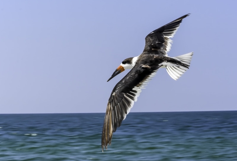 blue, outdoor, nature, water  sky, white bird, avian, white, animal Wing, sea Bird, natural, shorebird, birds, animals In The Wild, gulf, bird  bird, sky