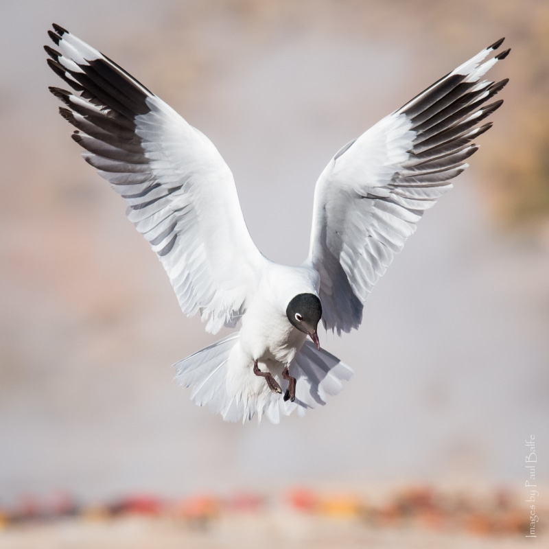 bird, bird  bird, animal, outdoors, wildlife, flying, animals In The Wild, Landing, Atacama Desert, dom, feather, El Tatio, Chile, seagull, animal Wing