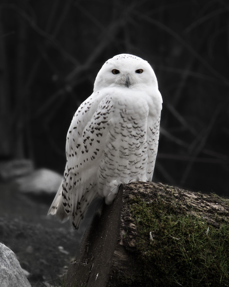 prey, plant, outdoors, hunter, wild animals, 4K, animal, animal themes, nature, bird of prey, beak, close-up, wild, owl, feathers, falconry