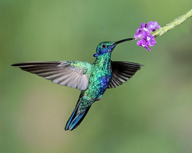 feather, nature, macro photography, 2K, multi Colored, aviary, macro, blue, Sparkling Violetear, purple flower, flower, wildlife, animal, iridescent, bird
