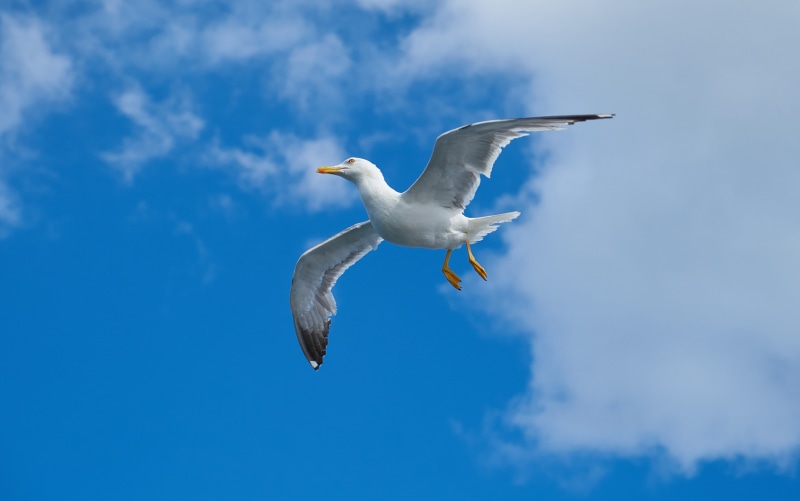 istanbul, freedom, turkey, loves nature, birds, fly, motion, sky, vertebrate, landscape, low angle view, white, to migrate, dom, summer, day, mid-air, gulls